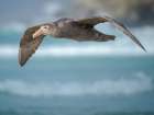Southern giant petrel in flight over coastline of Saunders Island. South America, Falkland Islands. Art Print